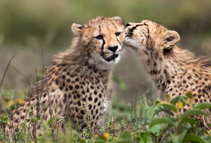 7-Day Tanzania and Kenya Safari and Zanzibar Holiday
