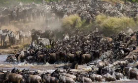7-Day Serengeti Wildebeest Migration Safari Itinerary