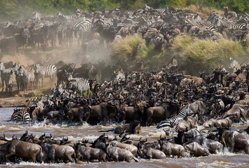 7-Day Serengeti Wildebeest Migration Safari Itinerary