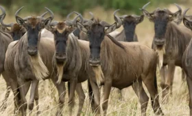 6-Day Great Migration Safari in Serengeti National Park