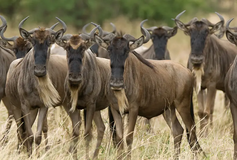 6-Day Great Migration Safari in Serengeti National Park