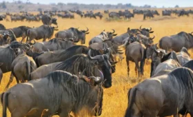 8-Day Serengeti Migration Safari from Arusha