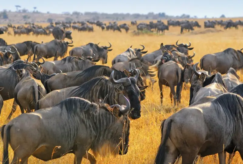 8-Day Serengeti Migration Safari from Arusha