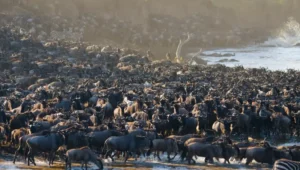 6-Day Tanzania Lodge Safari and Migration Experience