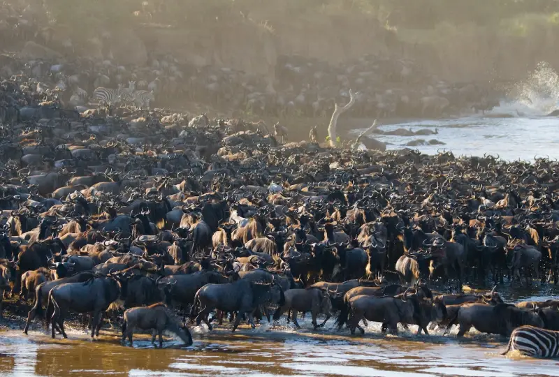 6-Day Tanzania Lodge Safari and Migration Experience