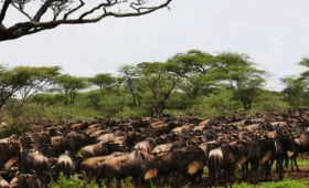 9-Day Tanzania Migration Safari and Cultural Tour