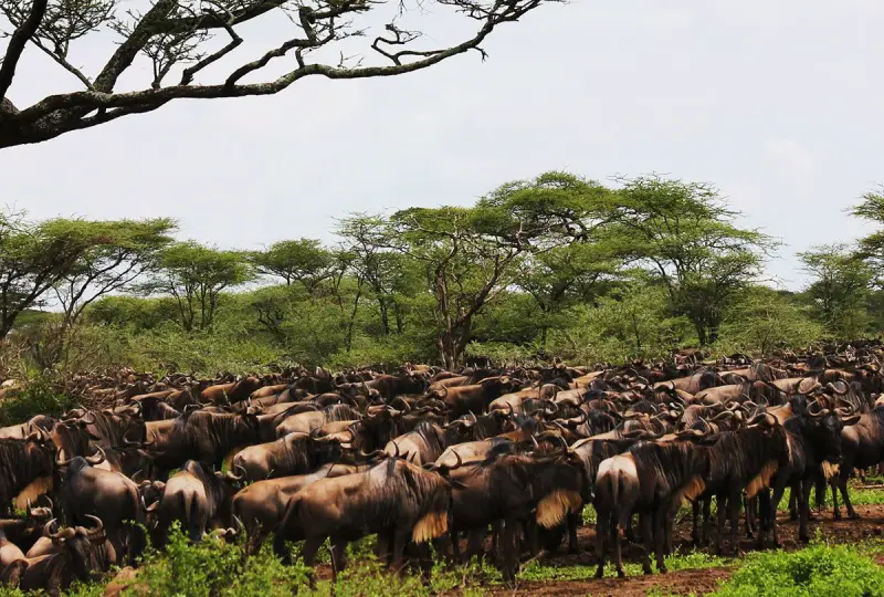 9-Day Tanzania Migration Safari and Cultural Tour