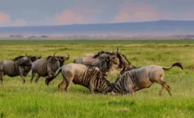 4-Day Serengeti Migration Safari from Arusha