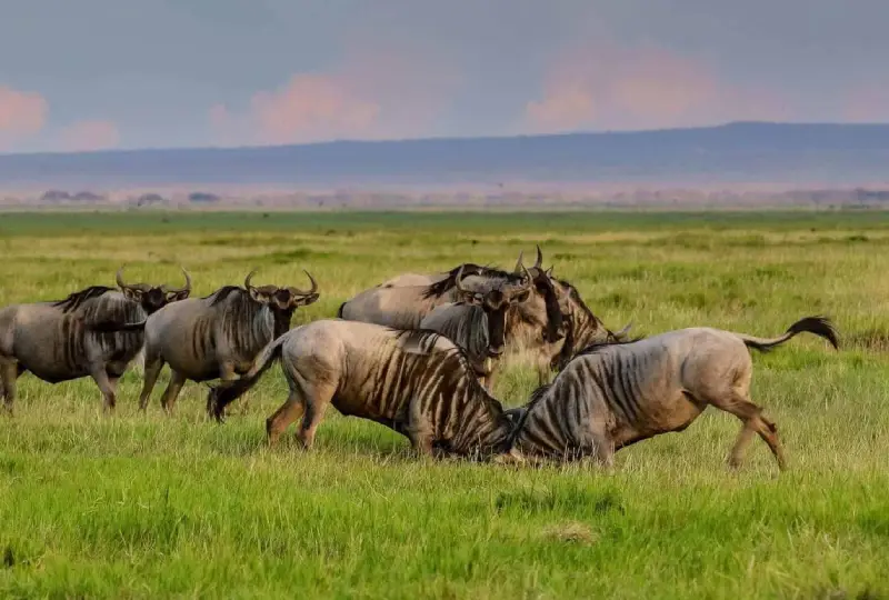4-Day Serengeti Migration Safari from Arusha