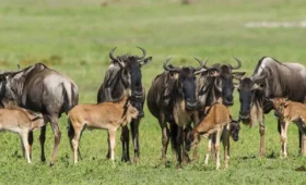 7-Day Great Migration Safari (Ndutu Calving Season)