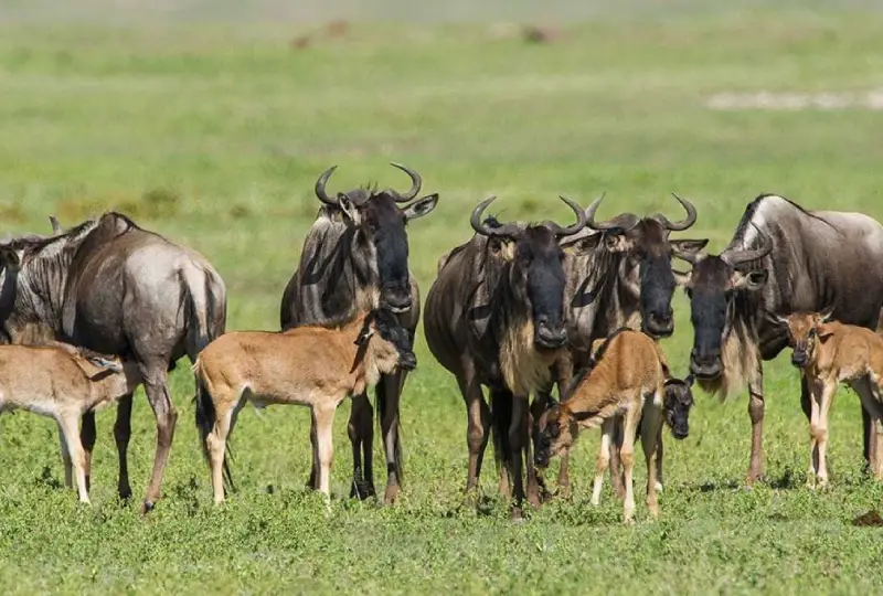 7-Day Great Migration Safari (Ndutu Calving Season)