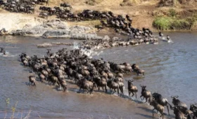 8-Day Serengeti Migration Safari (River Crossing Season)