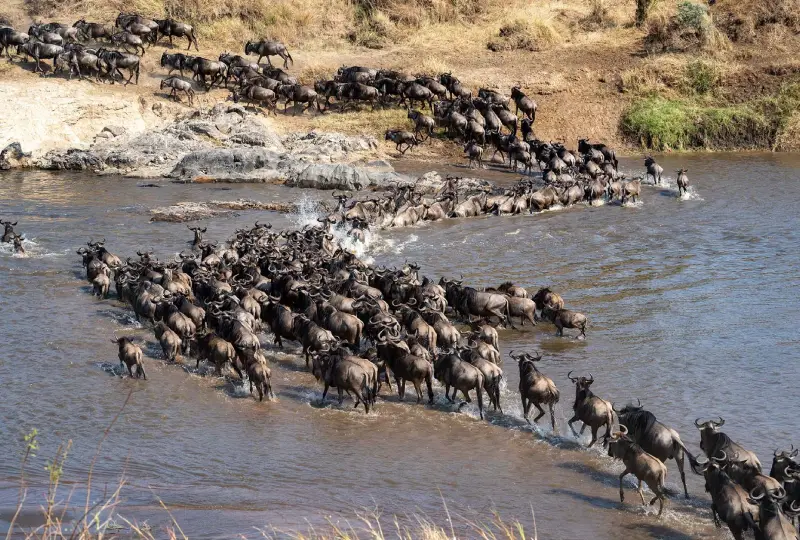 8-Day Serengeti Migration Safari (River Crossing Season)