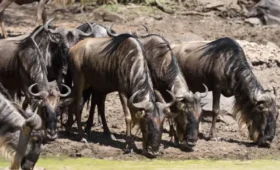 6-Day Great Migration Safari and Tarangire National Park
