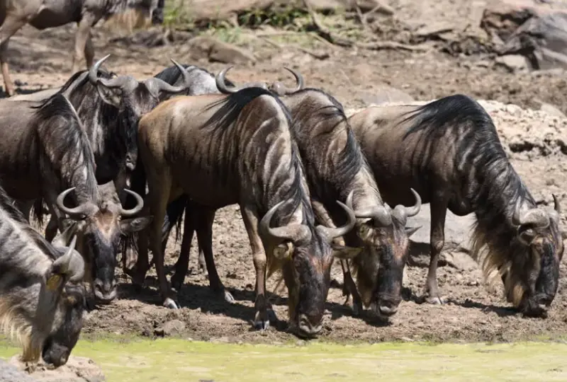 6-Day Great Migration Safari and Tarangire National Park