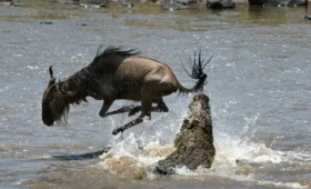 9-Day Great Migration Safari and Maasai Experience