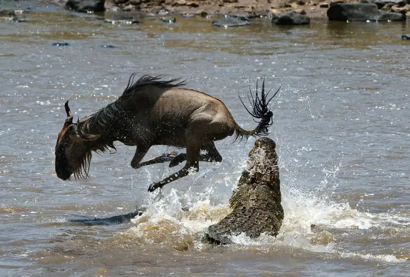 9-Day Great Migration Safari and Maasai Experience