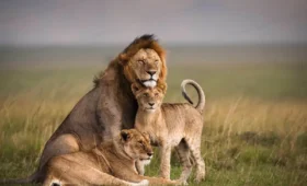7-Day Serengeti Migration and Big Five Safari
