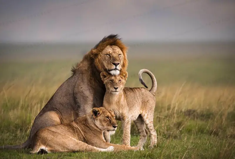 7-Day Serengeti Migration and Big Five Safari