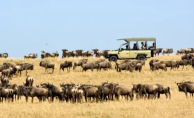 8-Day Serengeti Migration Safari for Photographers