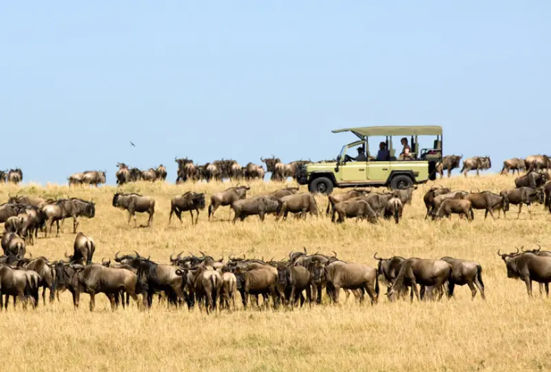 8-Day Serengeti Migration Safari for Photographers
