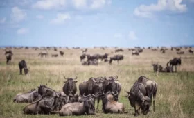 5-Day Serengeti Migration Safari – June to October Itinerary