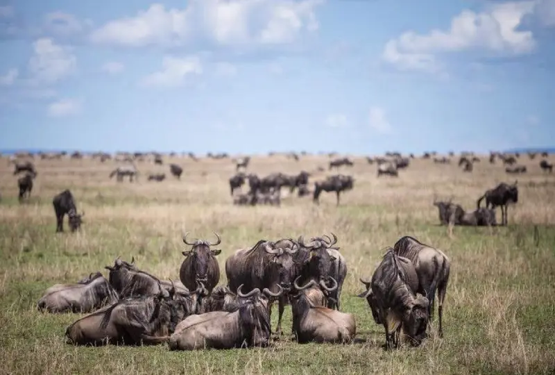 5-Day Serengeti Migration Safari – June to October Itinerary