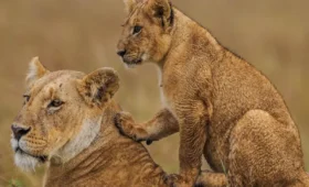 8-Day Tanzania Lodge Safari & Crater Tour