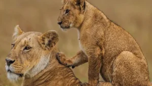 8-Day Tanzania Lodge Safari & Crater Tour