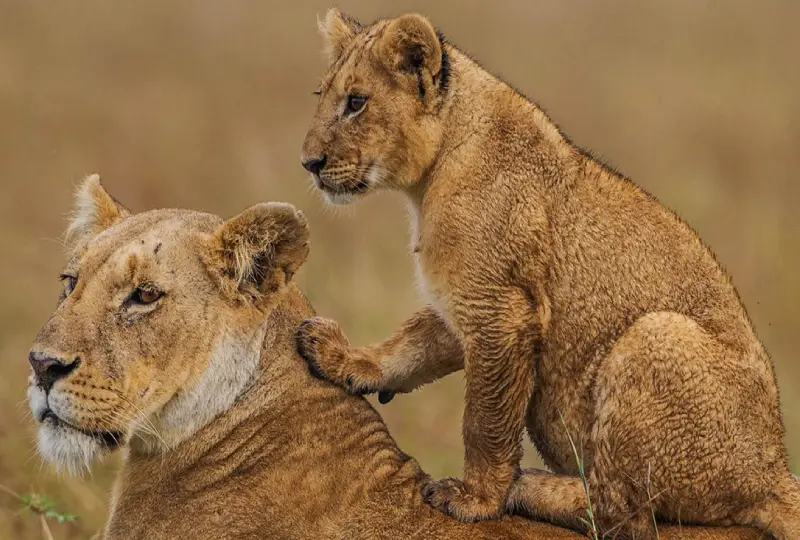 8-Day Tanzania Lodge Safari & Crater Tour
