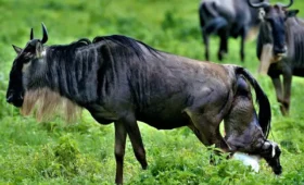 9-Day Calving Season Safari in Southern Serengeti