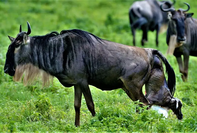 9-Day Calving Season Safari in Southern Serengeti
