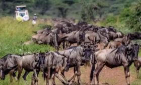 6-Day Great Migration and Crater Safari Adventure