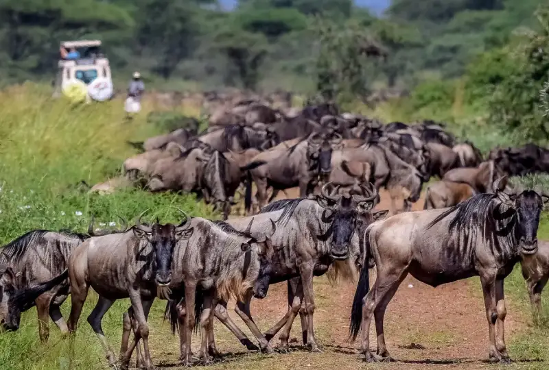 6-Day Great Migration and Crater Safari Adventure