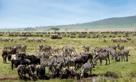 7-Day Serengeti Migration Safari from Zanzibar