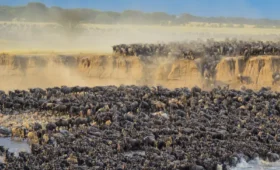 10-Day Great Migration Safari (July to October)