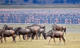 8-Day Great Migration Safari and Lake Eyasi Visit