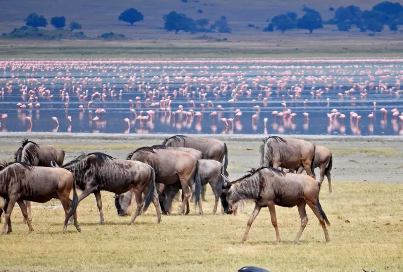 8-Day Great Migration Safari and Lake Eyasi Visit