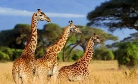 1-Day Tarangire National Park Safari from Arusha