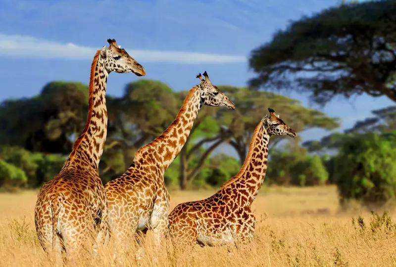1-Day Tarangire National Park Safari from Arusha