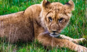 1-Day Ngorongoro Crater Day Trip from Arusha