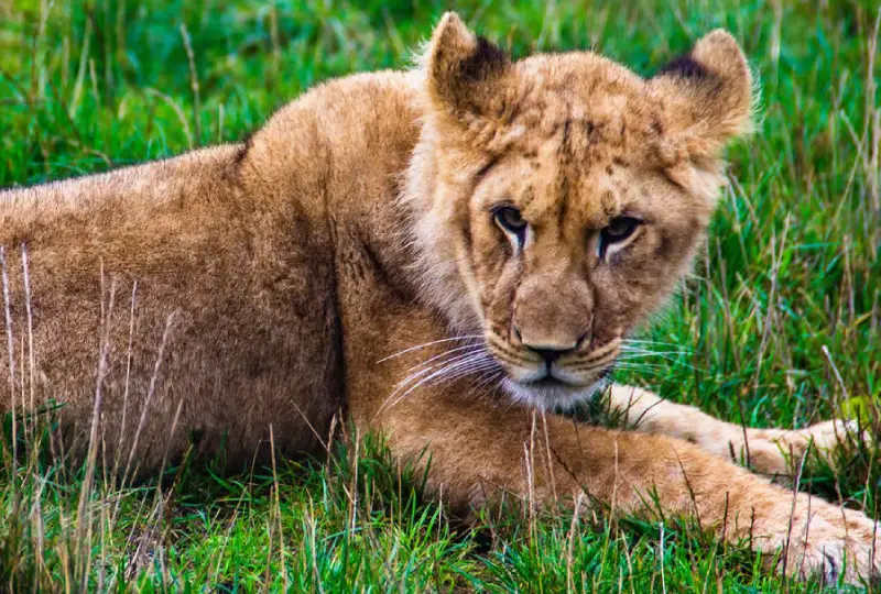 1-Day Ngorongoro Crater Day Trip from Arusha