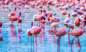 1-Day Lake Manyara National Park Safari