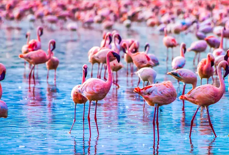 1-Day Lake Manyara National Park Safari