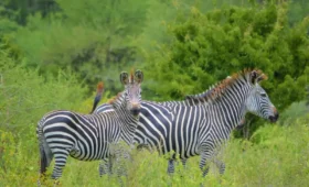1-Day Arusha National Park Day Safari