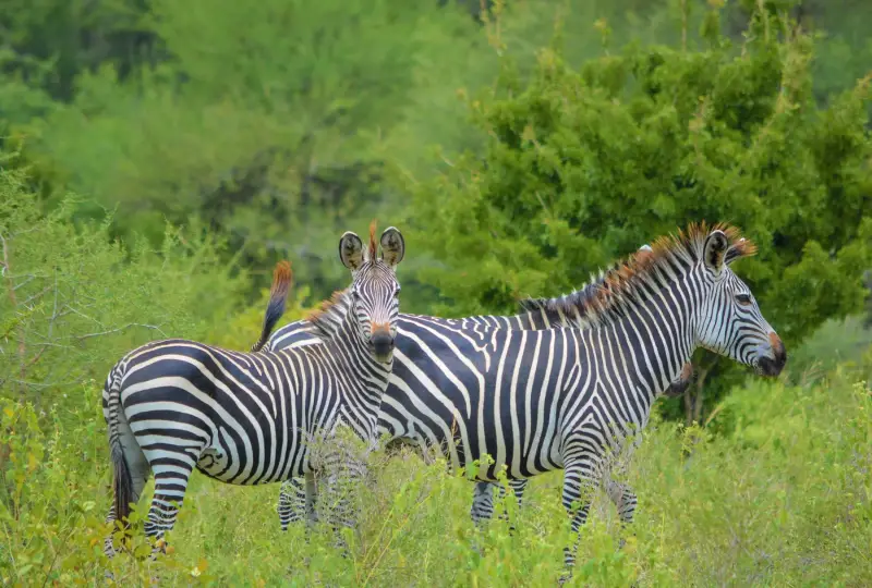 1-Day Arusha National Park Day Safari