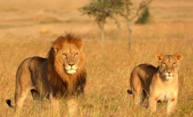 5-Day Tanzania Midrange Lodge Safari