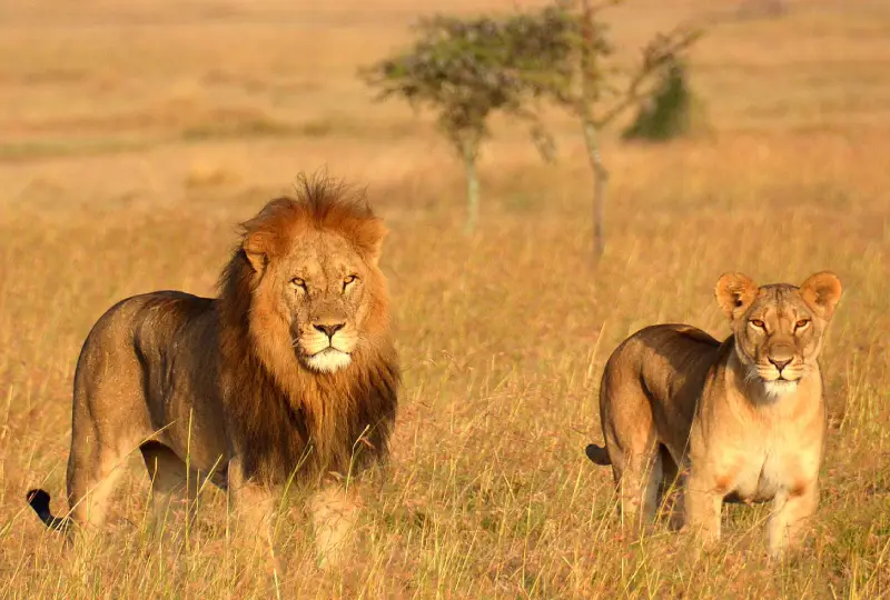 5-Day Tanzania Midrange Lodge Safari