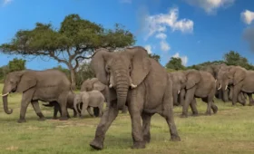 1-Day Wildlife Safari to Ngorongoro from Moshi