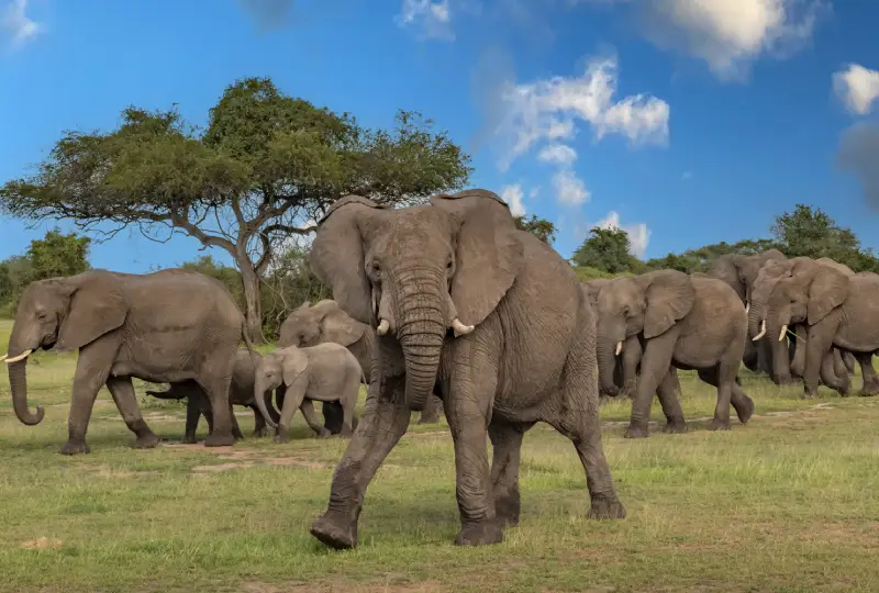 1-Day Wildlife Safari to Ngorongoro from Moshi